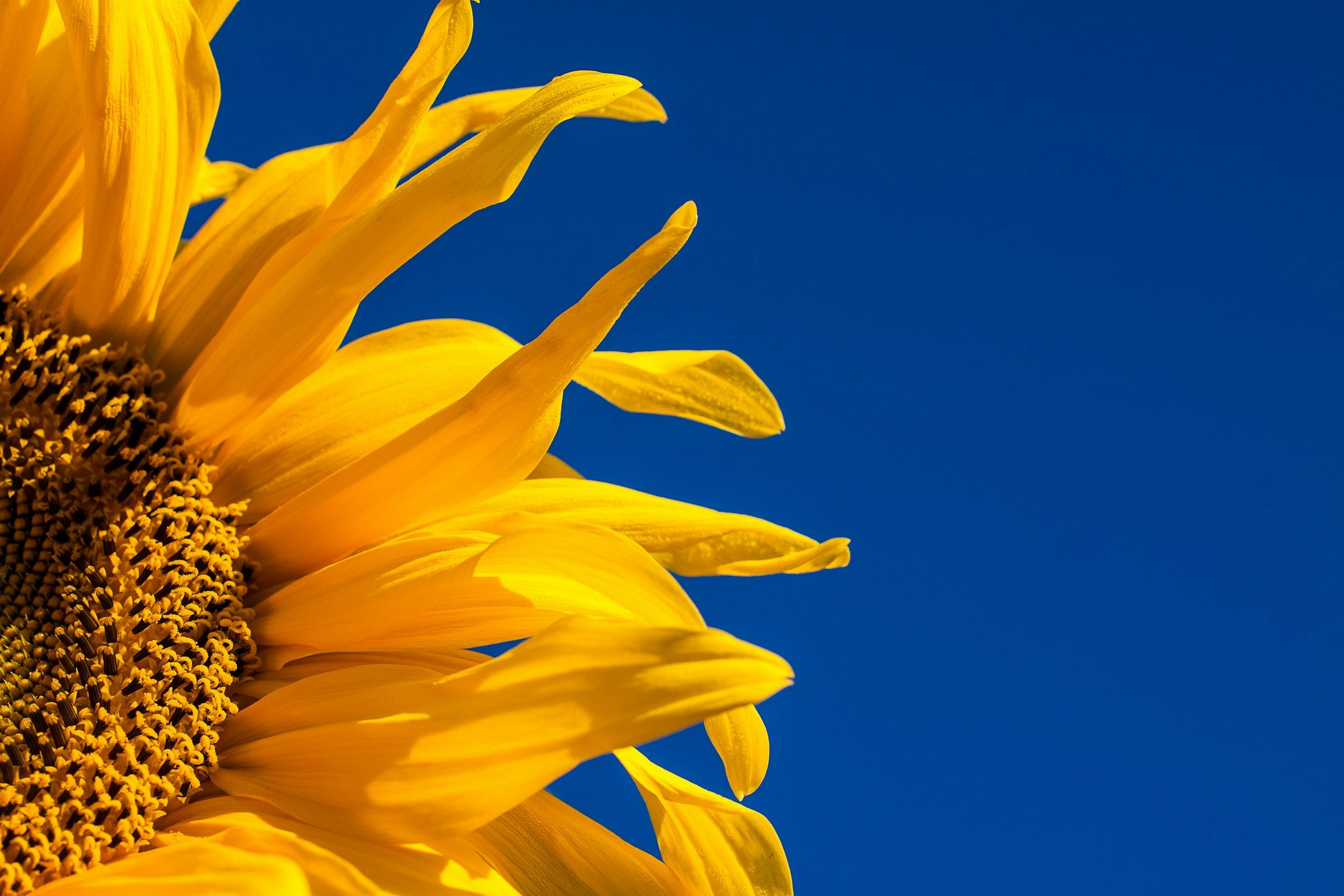 Sunflower against a deep blue sky